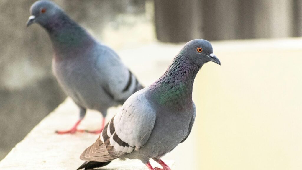 Problema piccioni in estate - Piccioni su una balaustra