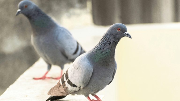 Pigeon Problem in Summer - How to solve the problem with WonderPest