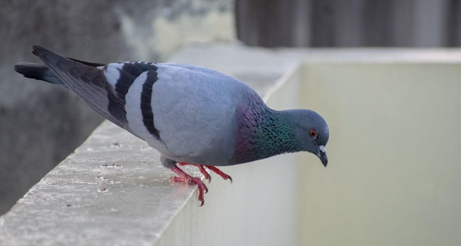 Il miglior dissuasore per piccioni - WonderPest - Pigeon Free System