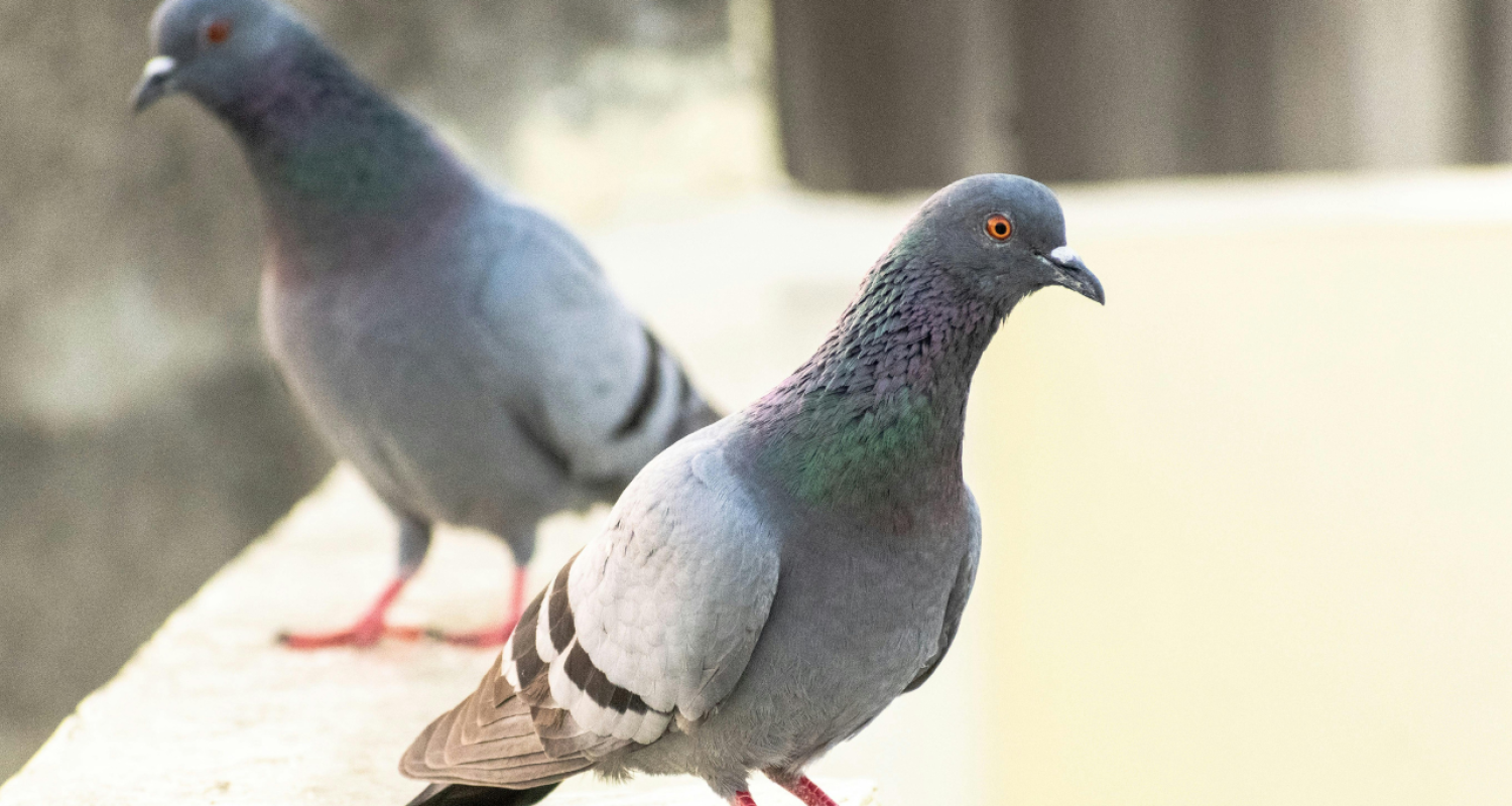 Pigeon Problem in Summer - How to solve the problem with WonderPest