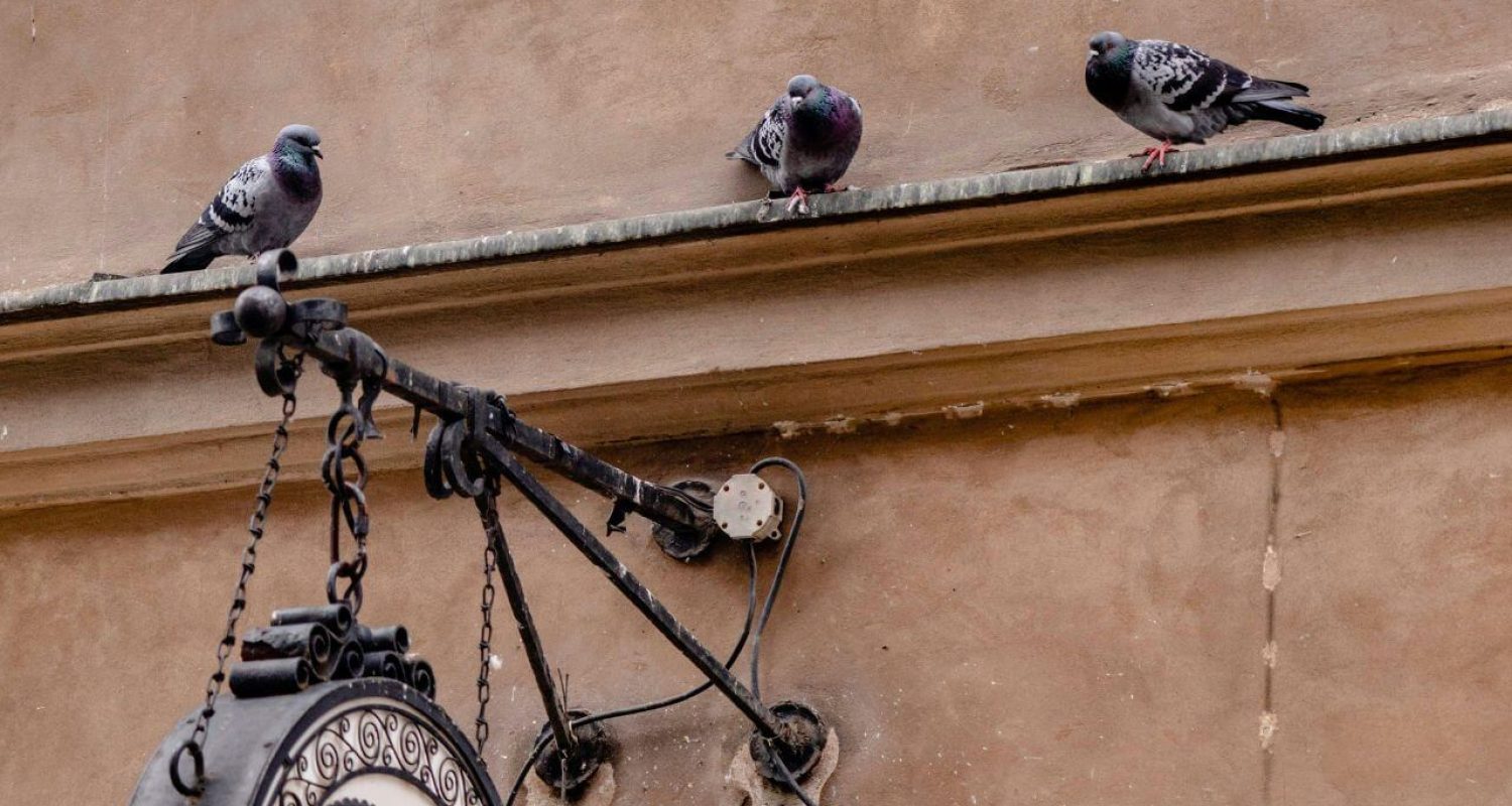 Piccioni su un cornicione, come proteggere edifici dai piccioni